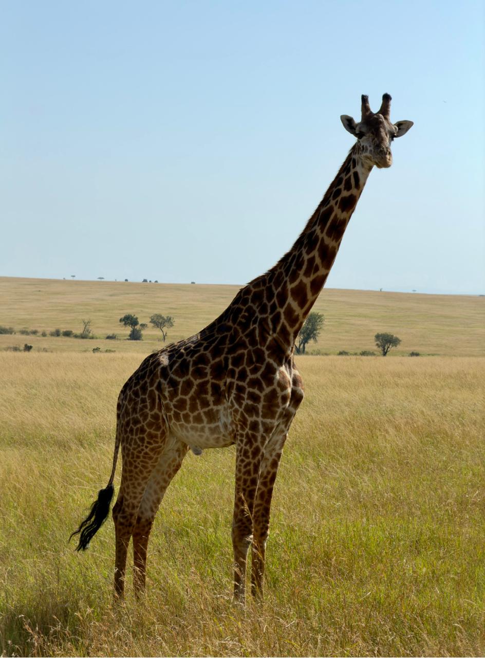 Kenia & Tanzania: Una experiencia Salvaje
