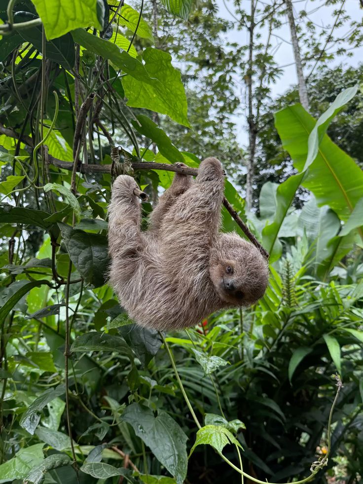 Costa Rica: Un viaje al corazón de la naturaleza